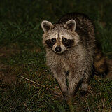 Racoon